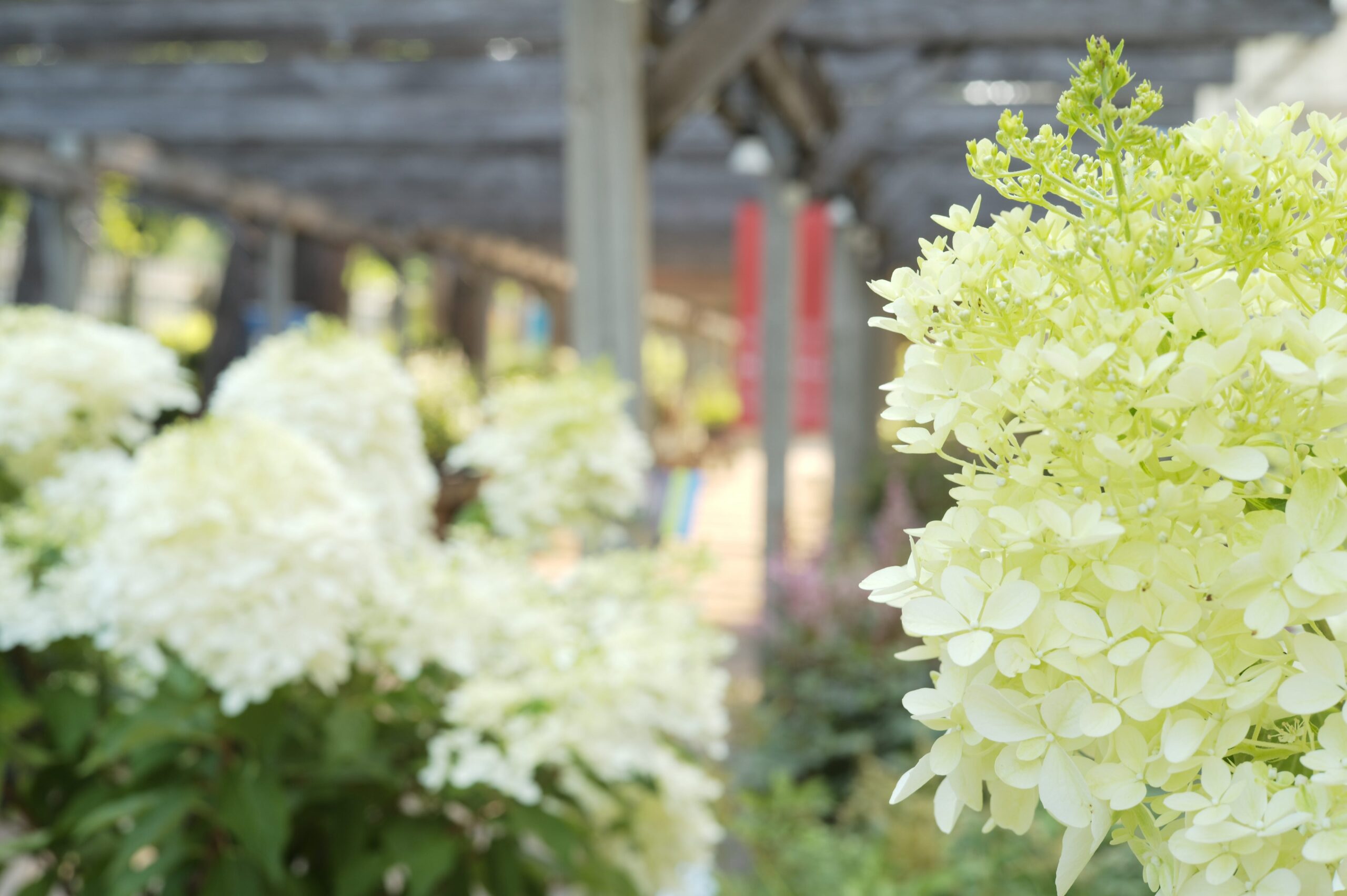White hydrangeas in an outdoor gardening nursery
