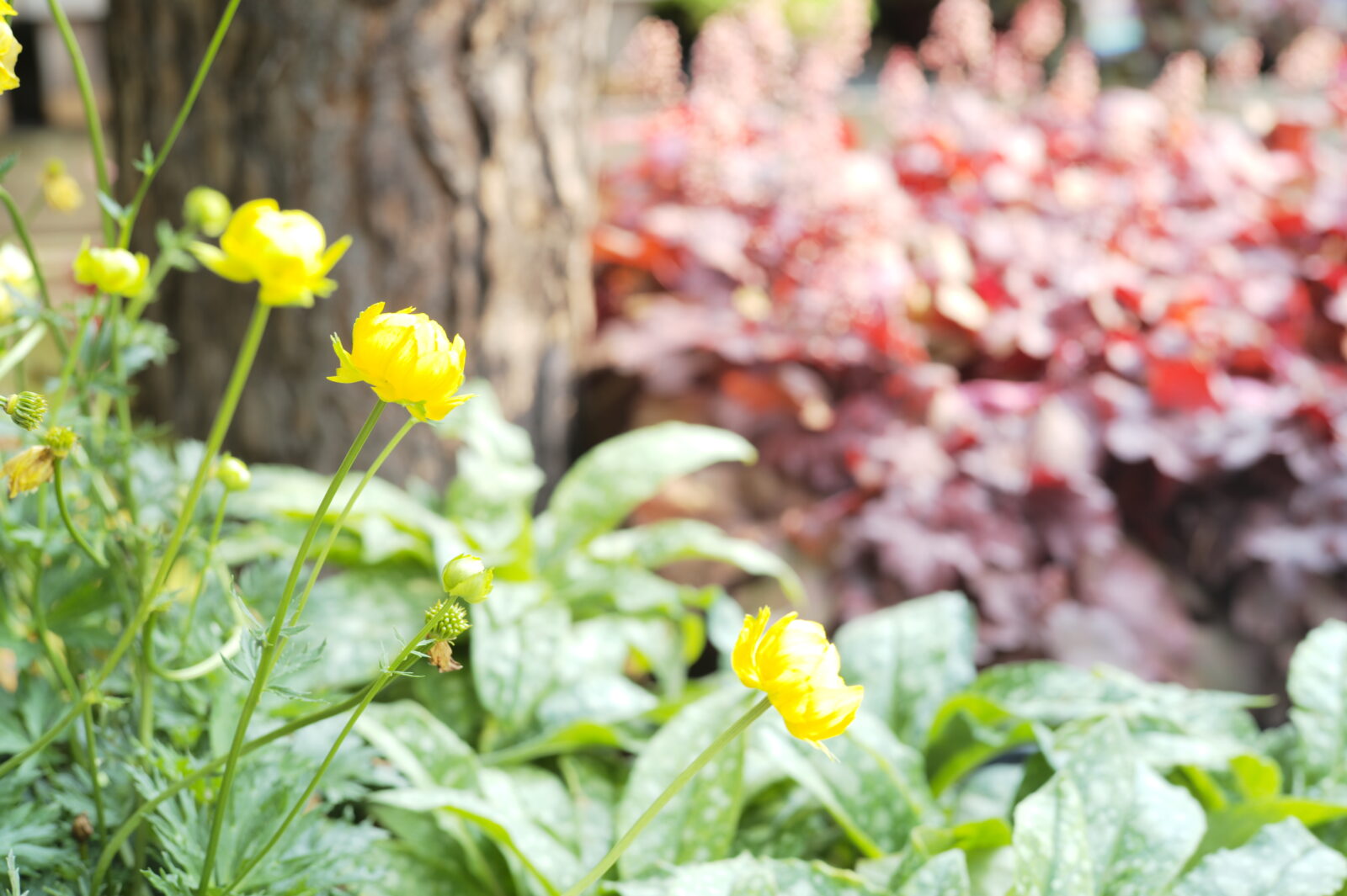 Small, yellow flowers in the foreground with other plants and trees in the background. 
