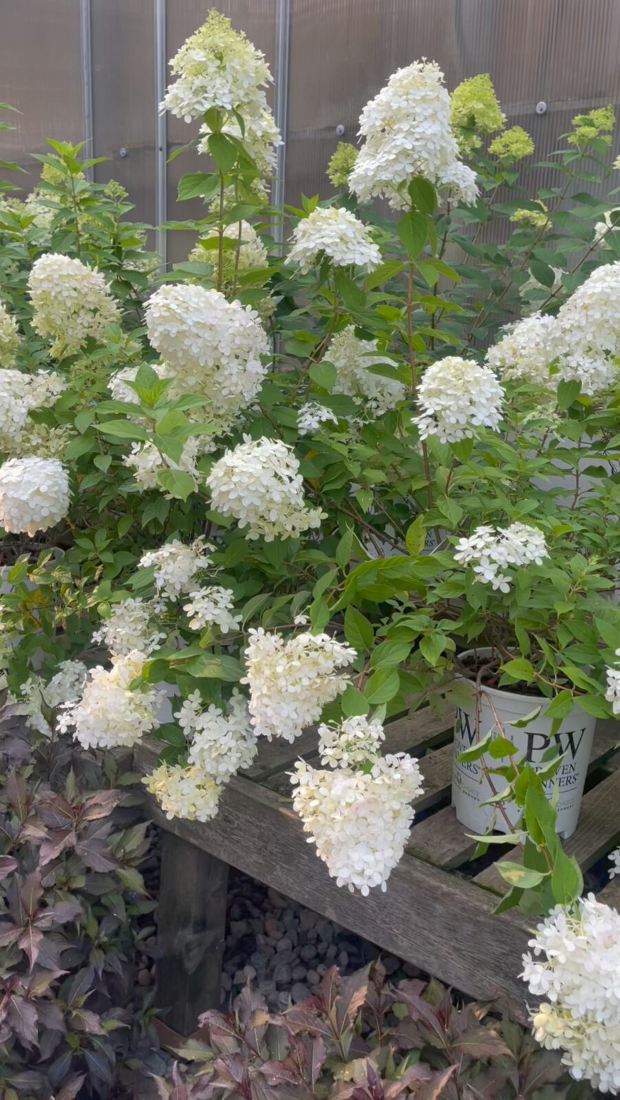 Containers of white hydrangeas in bloom